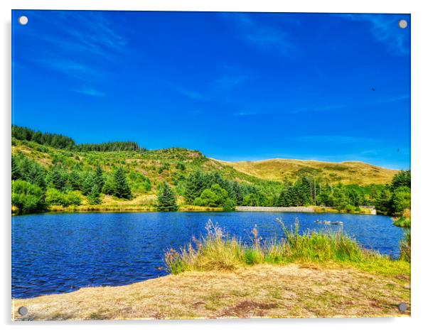 Bwlch Nant yr Arian kite feeding station 1 Acrylic by Helkoryo Photography