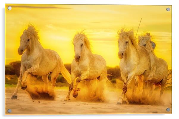 Sunset sand golden gallops Acrylic by Helkoryo Photography