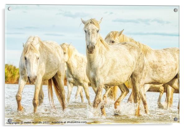 Camargue Horses in the Water Acrylic by Helkoryo Photography