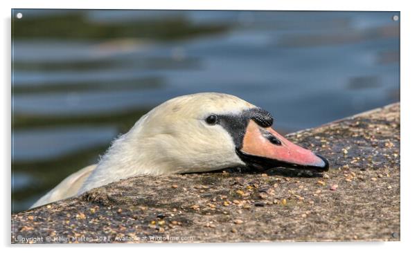 Single Swan Head Resting Acrylic by Helkoryo Photography