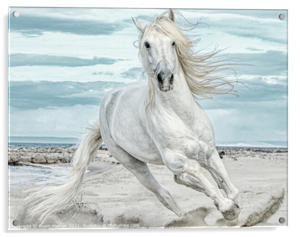 Camargue Stallion Cantering Head on in the Sand Pa Acrylic by Helkoryo Photography