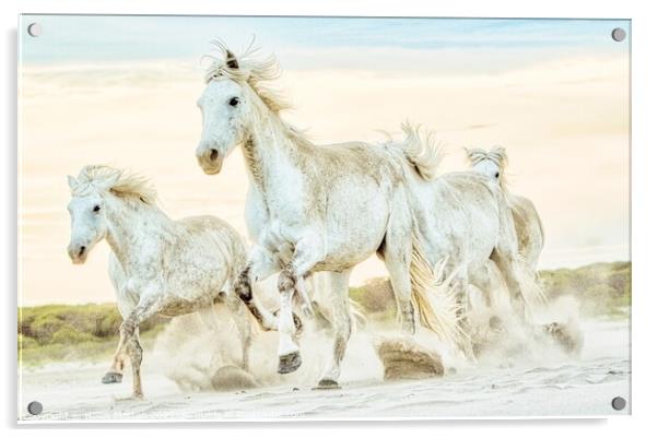 A group of Camargue Horses galloping to the left in the sand Acrylic by Helkoryo Photography