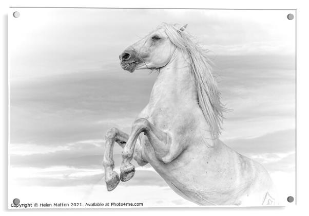 White Camargue Stallion Rearing  Acrylic by Helkoryo Photography