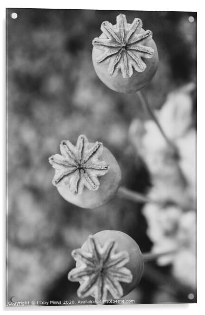 Plant flower Acrylic by Libby  Plews 