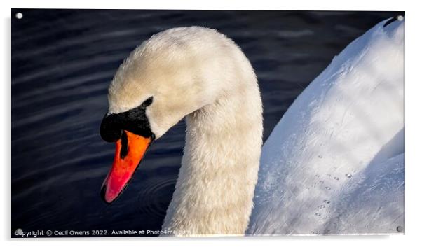 Swan Acrylic by Cecil Owens