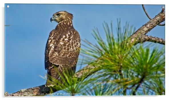 Hawk Acrylic by Cecil Owens