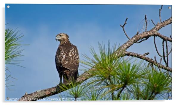 A hawk perched on a tree branch Acrylic by Cecil Owens