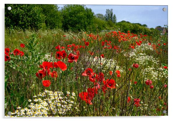 Poppies in a field at Wakering, Essex, UK. Acrylic by Peter Bolton