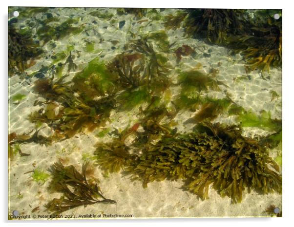 Seaweed and sand, Cornwall, UK. Acrylic by Peter Bolton