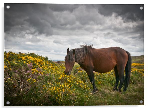 Dartmoor pony grazing with unsettled weather approaching. Dartmoor, Devon, UK. Acrylic by Peter Bolton