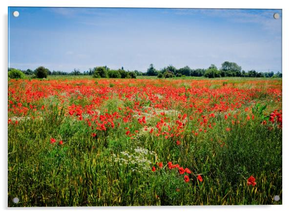 Wild poppies at Wakering, Essex, UK. Acrylic by Peter Bolton