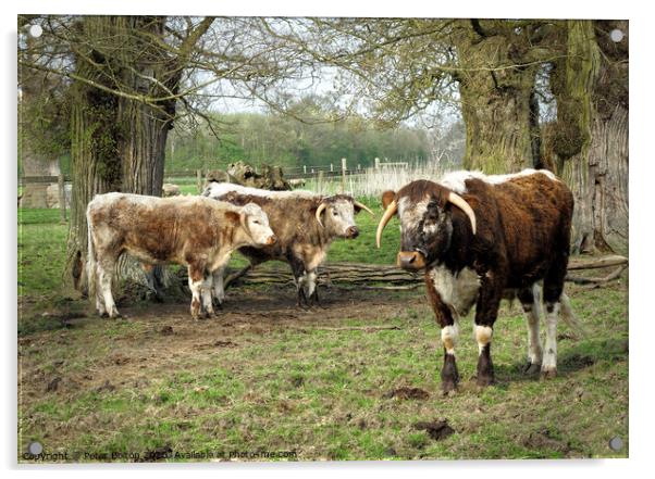 Rare breed cattle at Kentwell, Suffolk, UK Acrylic by Peter Bolton