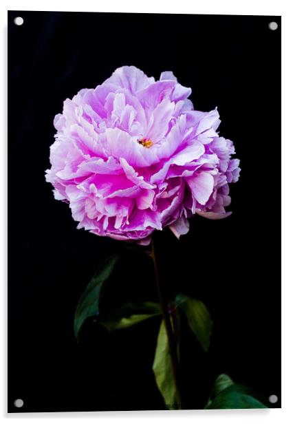 'Paeonia officialis'. Flower on a black background. Acrylic by Peter Bolton