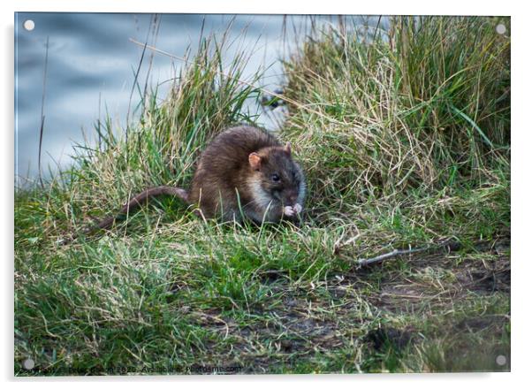 A water rat on the bank by a lake Acrylic by Peter Bolton