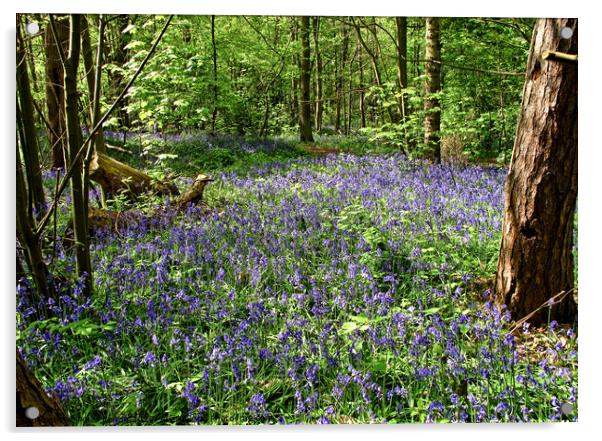 Bluebells at Norsey Woods, Billericay, Essex, UK.  Acrylic by Peter Bolton