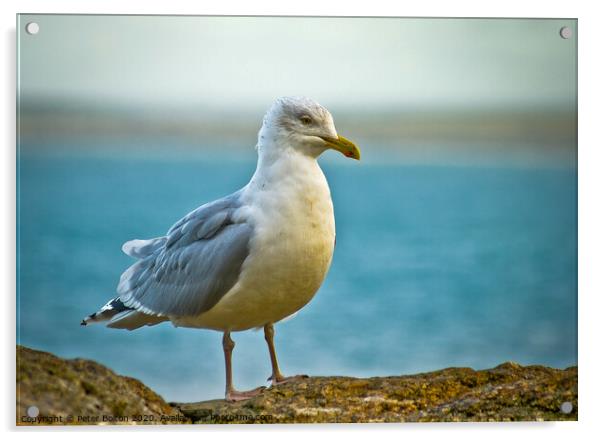 Herring Gull On a wall at St.Ives, Cornwall, UK. Acrylic by Peter Bolton