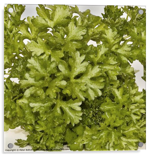 Abstract composition of herbs spread over a white background in a square format Acrylic by Peter Bolton
