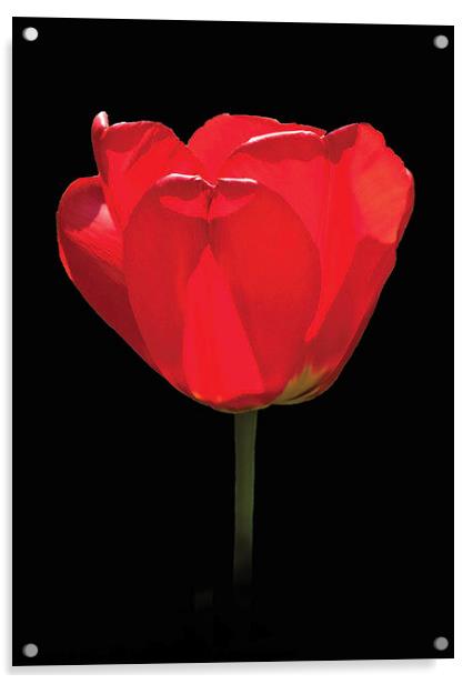 A single red tulip against a black background, Acrylic by Peter Bolton