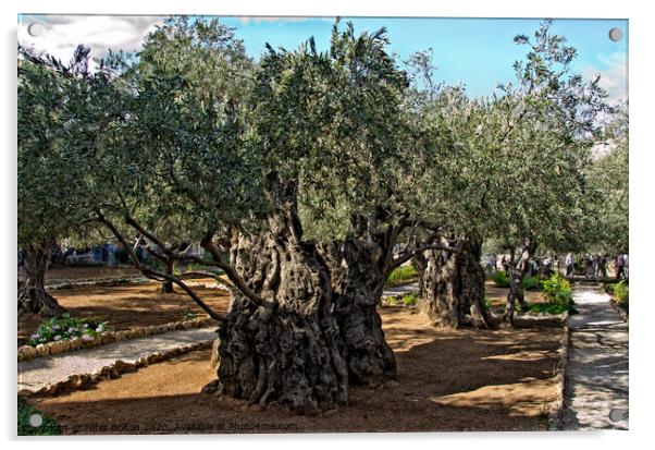 Ancient olive trees in the Garden Of Gethsemane in Jerusalem, Israel. Acrylic by Peter Bolton
