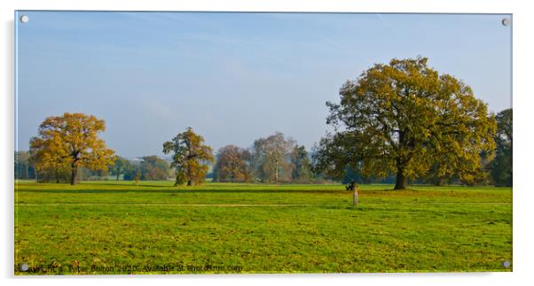 Morning at Hylands Country Park, Chelmsford, Essex, UK. Acrylic by Peter Bolton