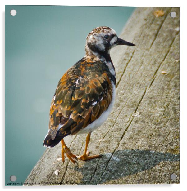 A Turnstone at Southend on Sea pier, Essex, UK. Acrylic by Peter Bolton