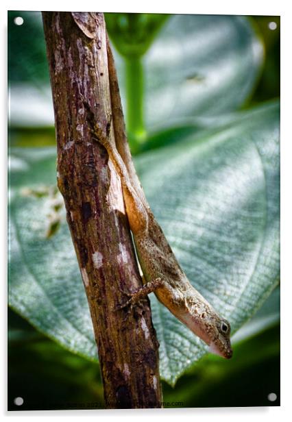 A tree lizard, Cabrits National Park, Dominica, Caribbean. Acrylic by Peter Bolton