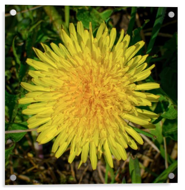 Dandelion (Teraxacum officinale) Acrylic by Peter Bolton