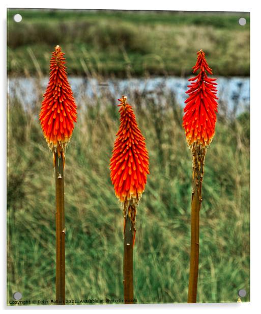 Red Hot Poker plant (Kniphofia uvaria) growing in the wild  Acrylic by Peter Bolton