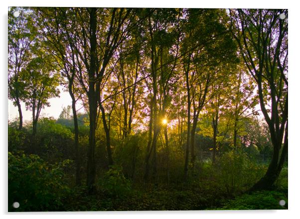 Evening sun shines through an English woodland. Shoeburyness, Essex. Acrylic by Peter Bolton