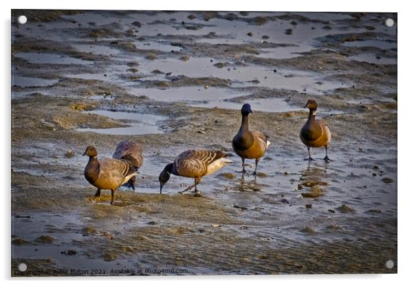 Dark Bellied Brent Geese on the foreshore at the Garrison, Shoeburyness, Essex, UK. Acrylic by Peter Bolton