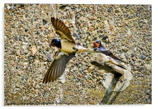 Swallow standing on a bracket on a wall while another takes flight at the Garrison, Shoeburyness, Essex. Acrylic by Peter Bolton