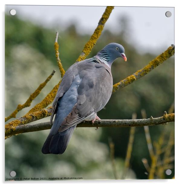 Wood Pigeon at Gunners Park Nature reserve, Shoeburyness, Essex, UK. Acrylic by Peter Bolton