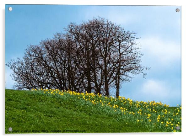 Spring daffodils on the cliffs at Southend on Sea, Essex. Acrylic by Peter Bolton