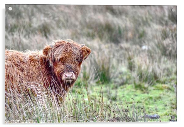 a cow standing on a lush green field Acrylic by Kris Fraser