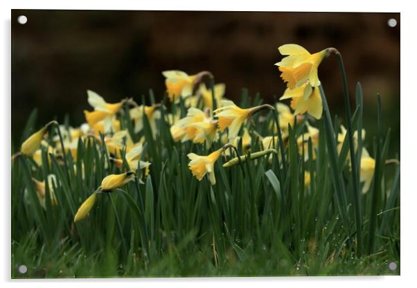 Daffodils 3 Acrylic by Angela Redrupp