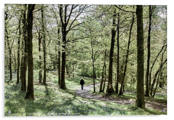 Drum Manor Forest Park, Northern Ireland Acrylic by jim Hamilton