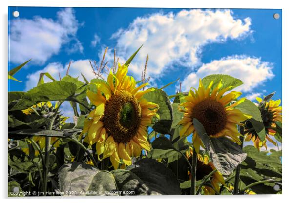 Sunflowers Acrylic by jim Hamilton