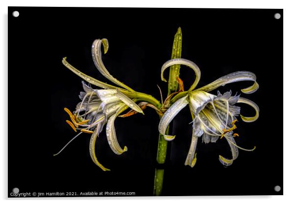 Spider Lily Acrylic by jim Hamilton