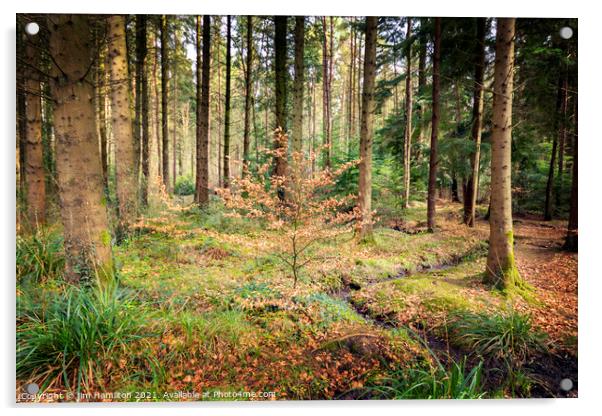 Forest in Spring Acrylic by jim Hamilton