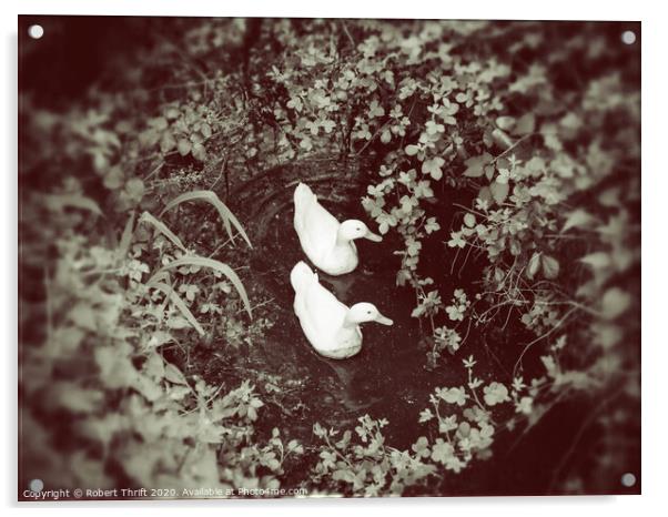 Aylesbury Ducks, Norfolk Acrylic by Robert Thrift