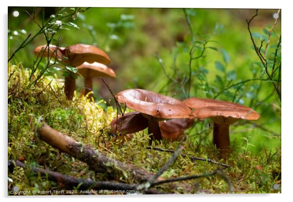 Mushrooms and moss near Alness Acrylic by Robert Thrift