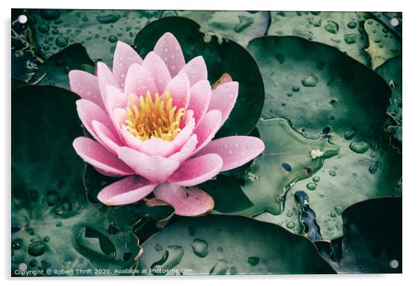 Rainy day water lily Acrylic by Robert Thrift