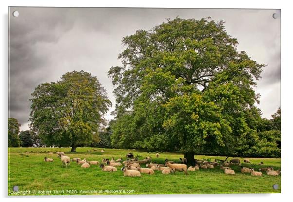 Grazing sheep, Yorkshire Acrylic by Robert Thrift