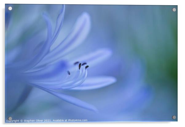 Soft Agapanthus flower Acrylic by Stephen Oliver