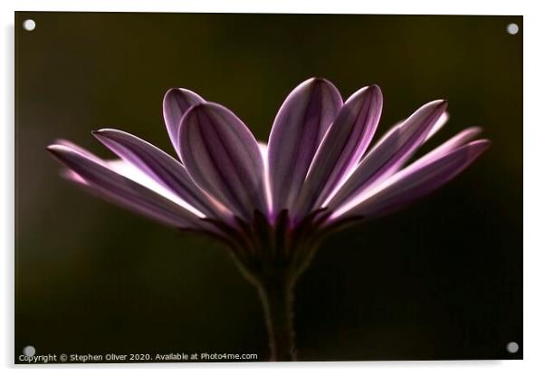 Purple Daisy Acrylic by Stephen Oliver