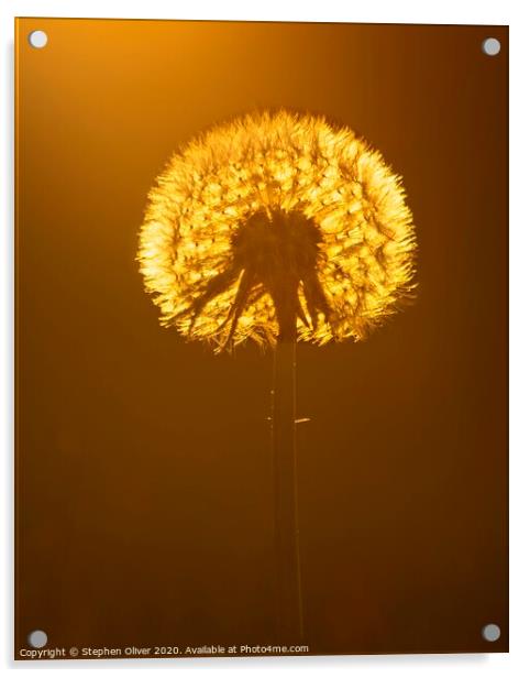 Dandelion Light Acrylic by Stephen Oliver