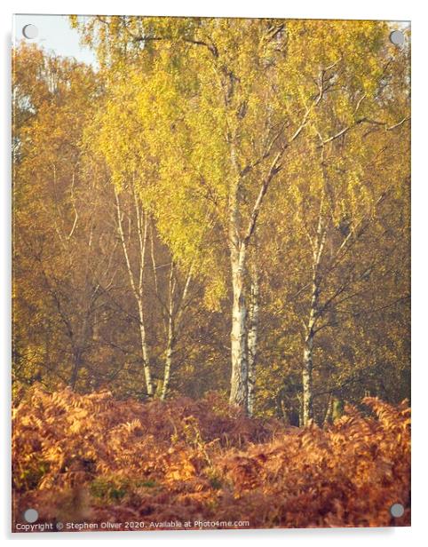 Autumn Birch Acrylic by Stephen Oliver