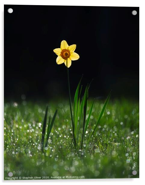 Lone Daffodil  Acrylic by Stephen Oliver