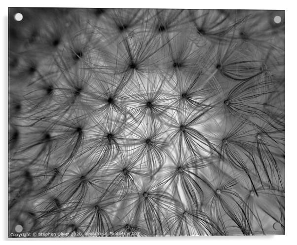 Abstract Dandelion Acrylic by Stephen Oliver