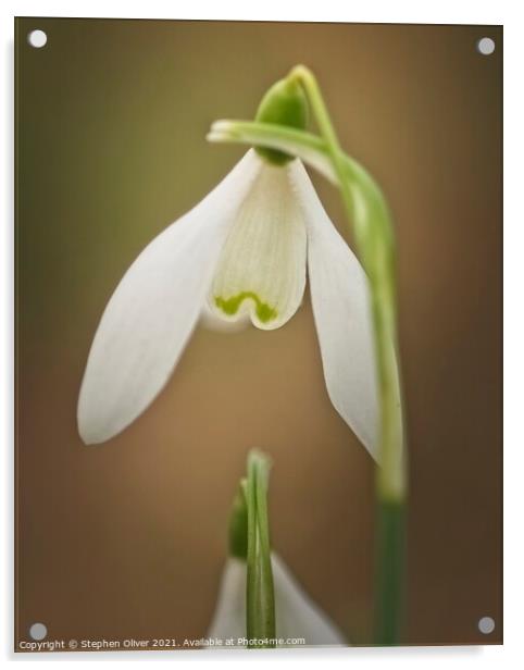 Snowdrop Acrylic by Stephen Oliver